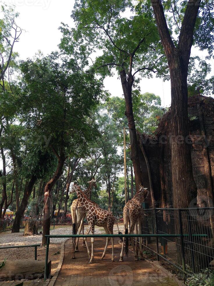 three giraffes in a cage photo