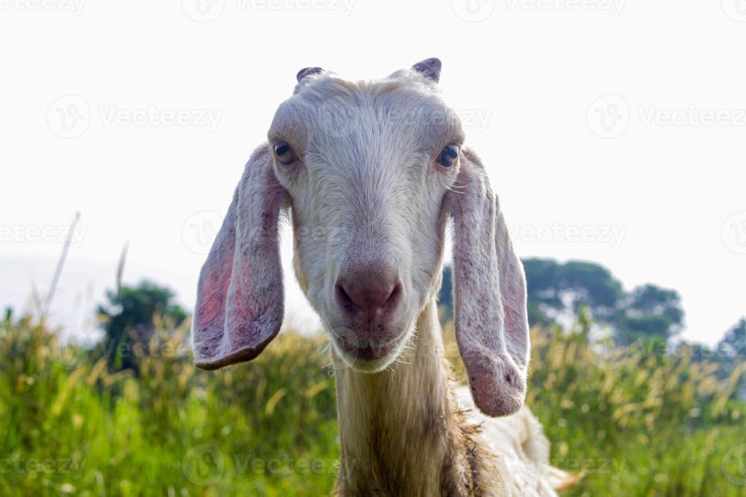a goat eats grass voraciously on a grass background photo