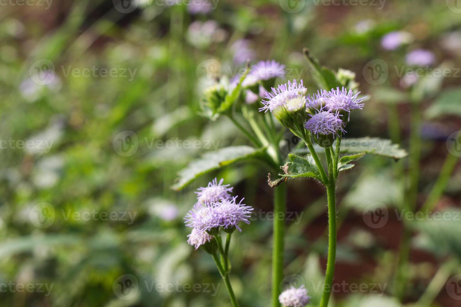 green grass with small purple flowers photo