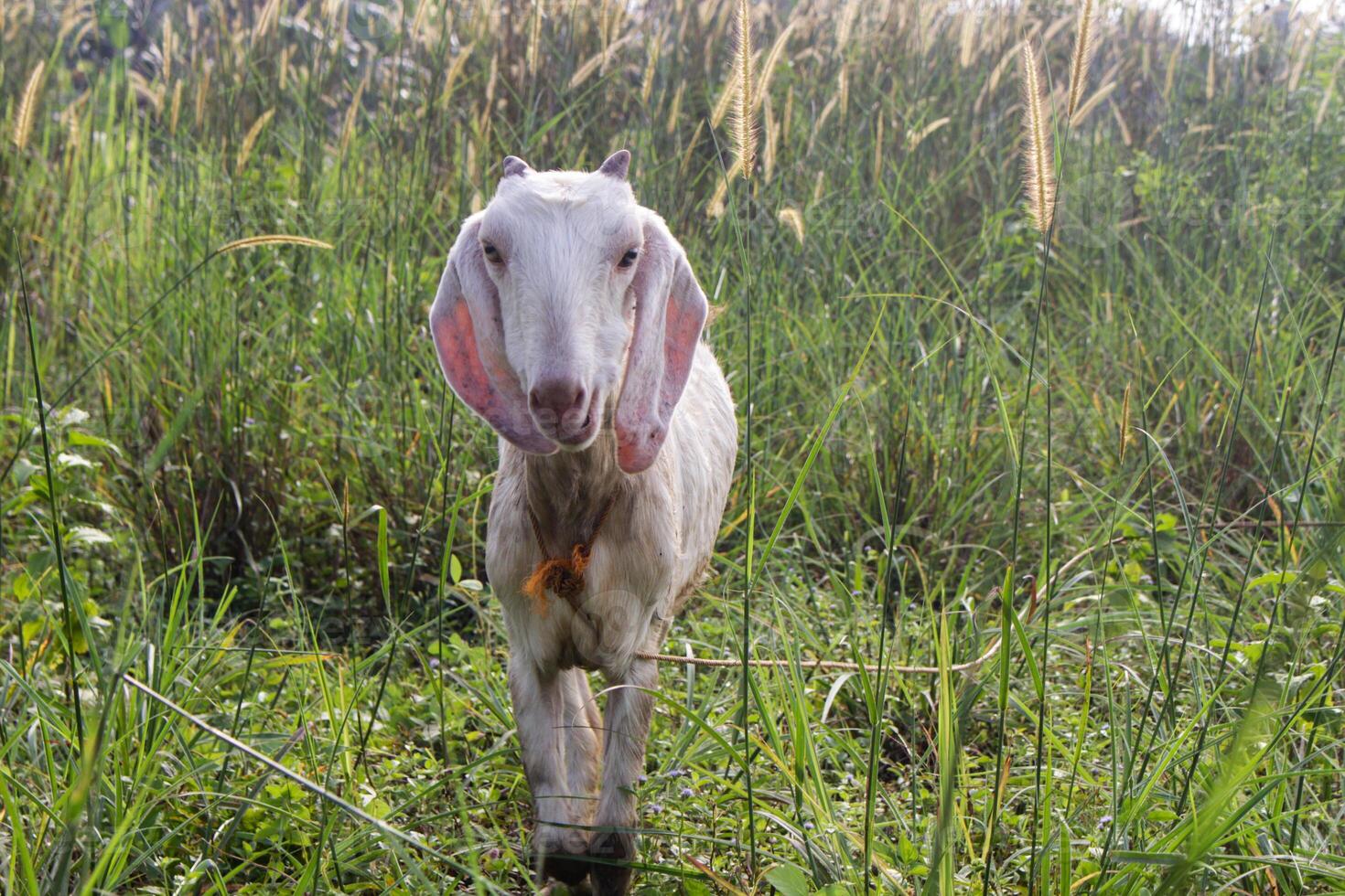 a goat eats grass voraciously on a grass background photo