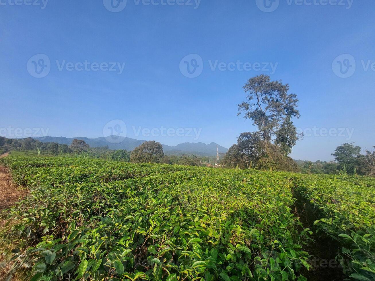 views of expanses of gardens growing in abundance during the day with clear skies photo