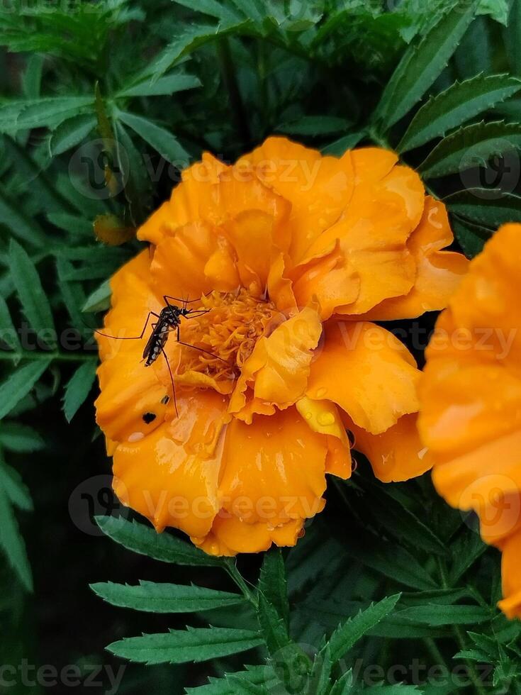 Mosquito feeding on French marigold nectar photo