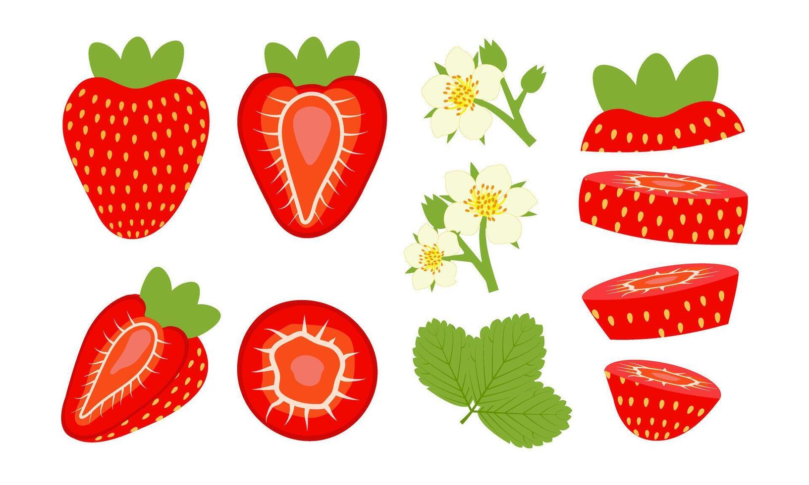 Set of cut and blooming strawberries with flowers. Illustration isolated on white background vector