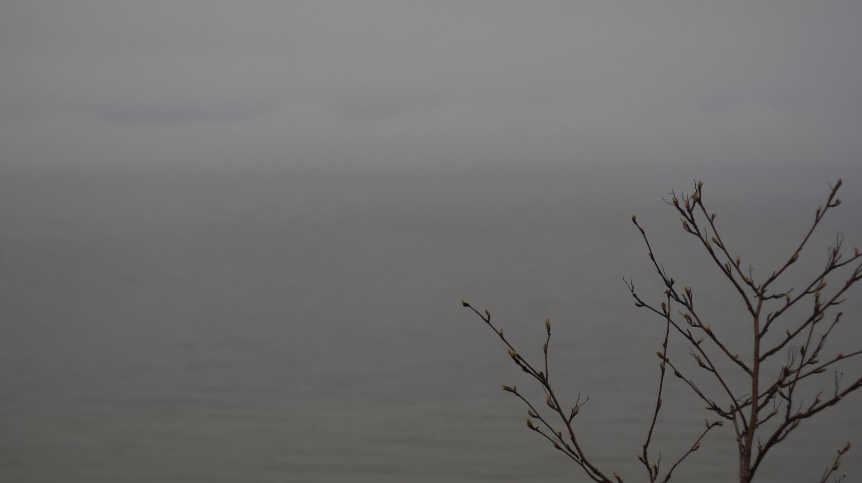 Tree near the sea photo