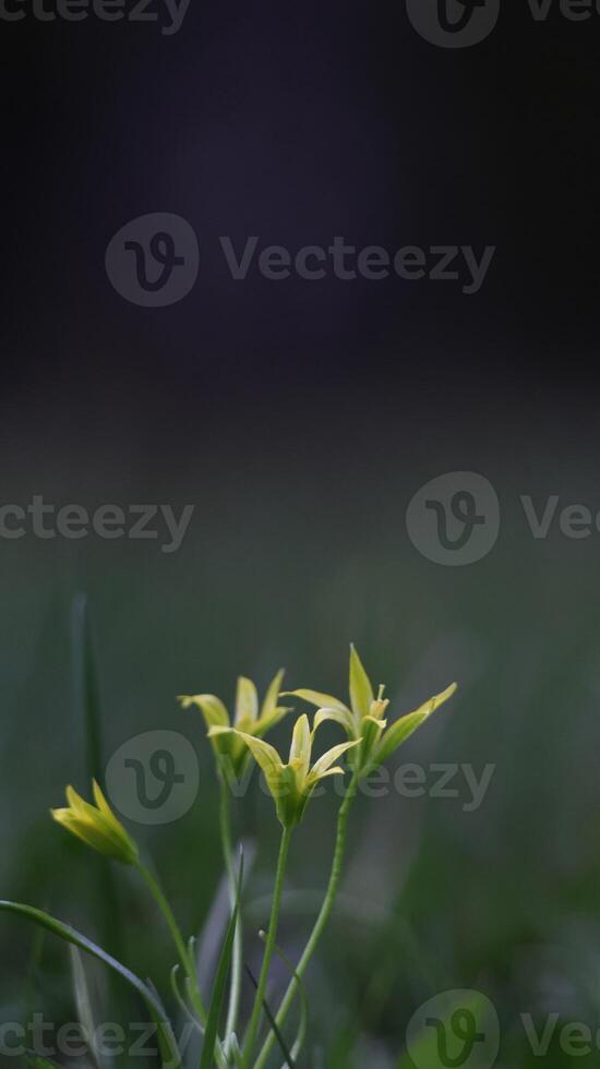 Macro tiny yellow flowers in forest photo