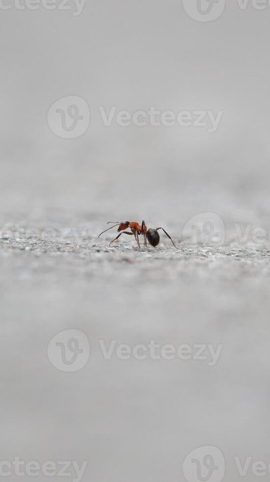 macro ant on grey background photo