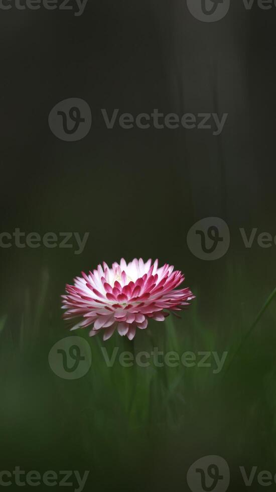 Small daisy flower in forest with dark blur background photo