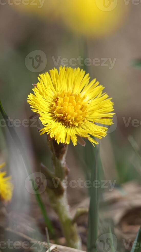 a close up of a yellow flower coltsfoot photo