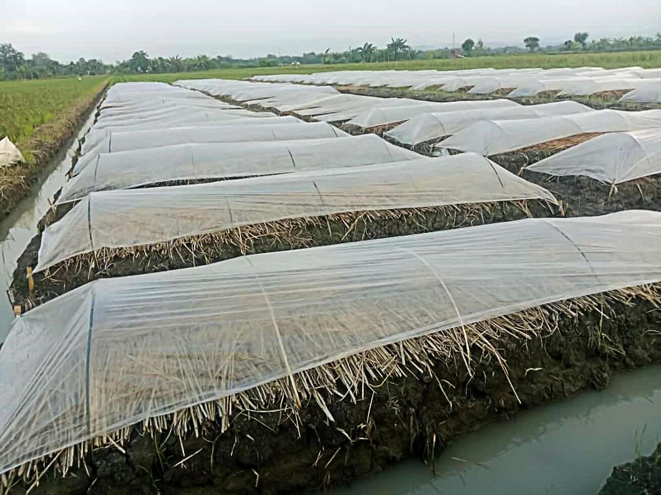 Area tobacco farming photo