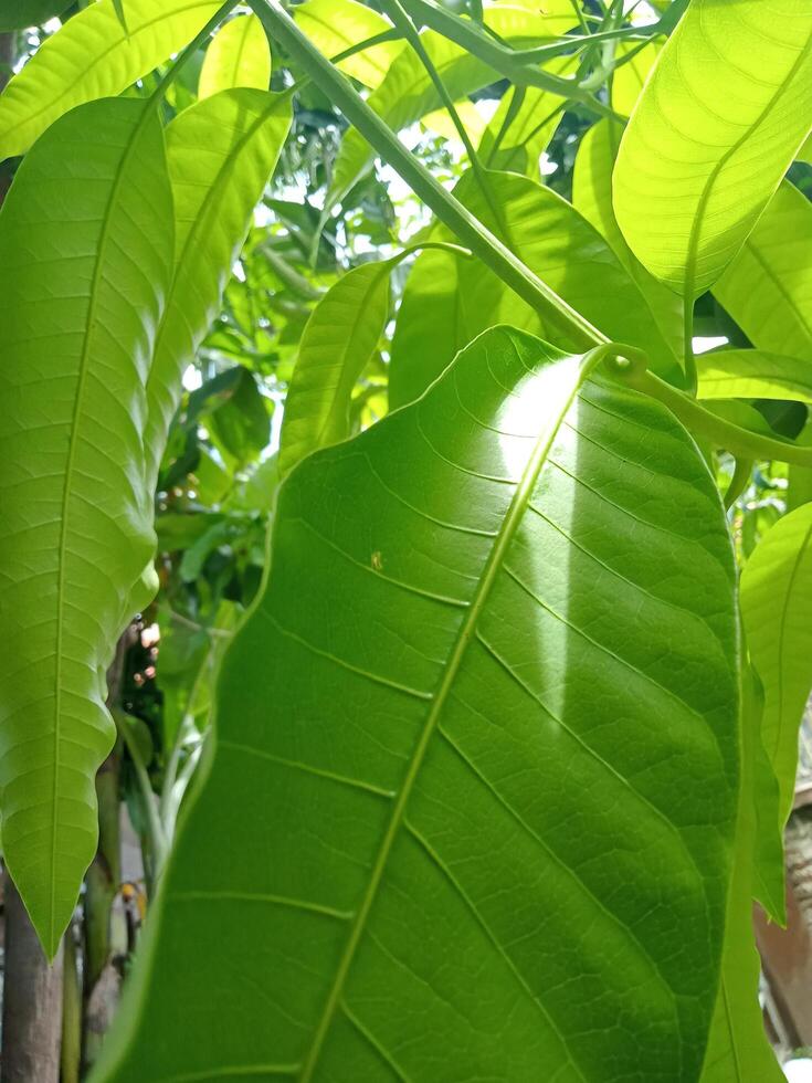 Photo of green leaves