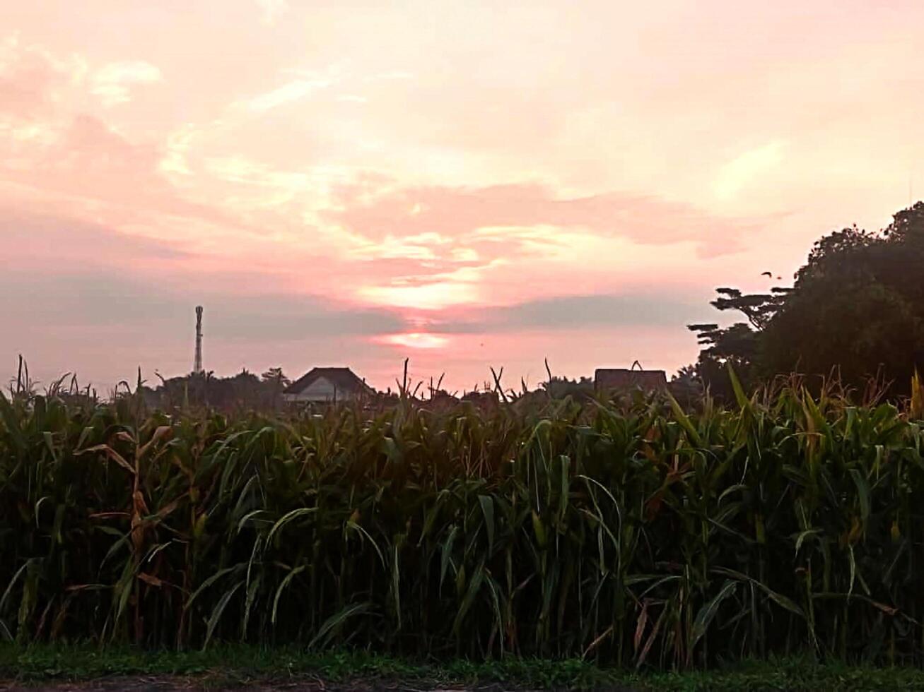 View of the expanse of sugar cane plants photo