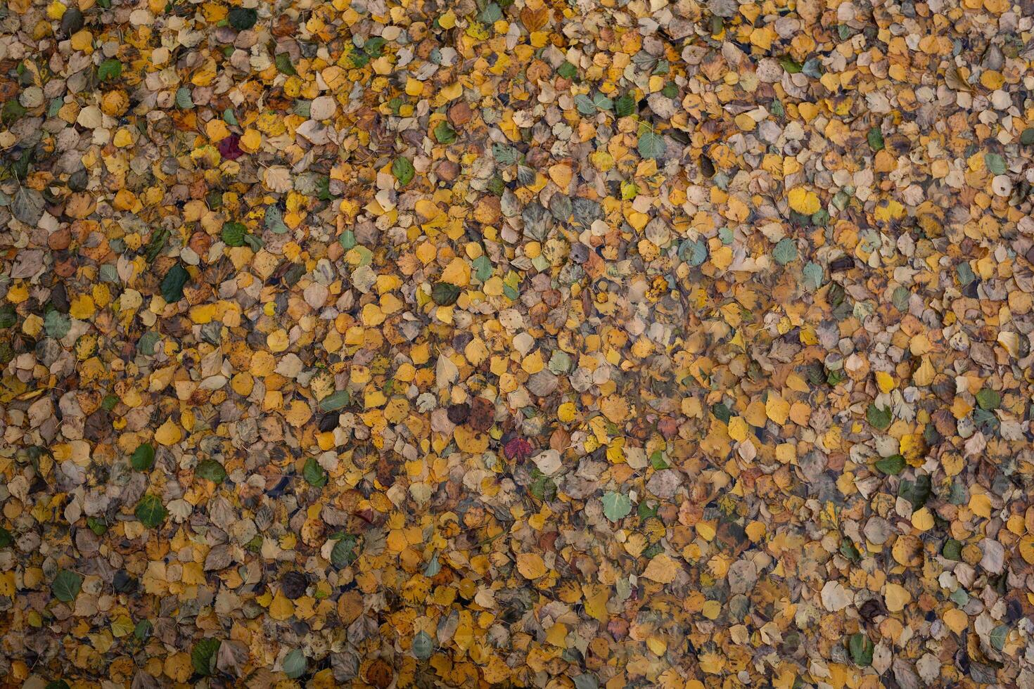 yellow autumn fallen leaves lie on the water surface of the lake. view from above photo