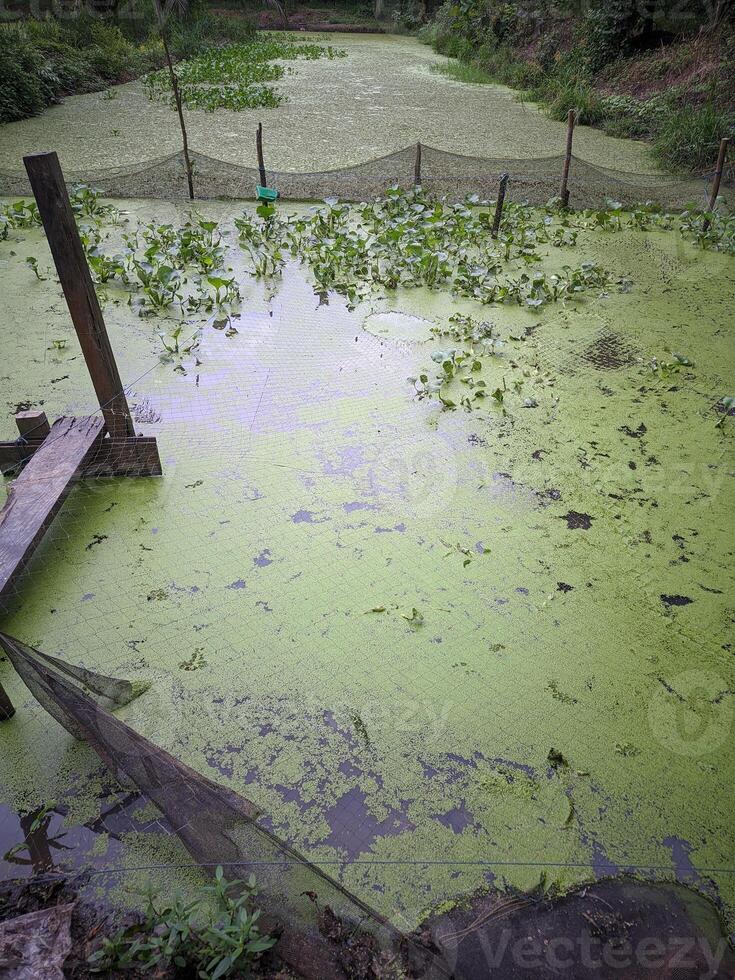 Freshwater fish pond photo