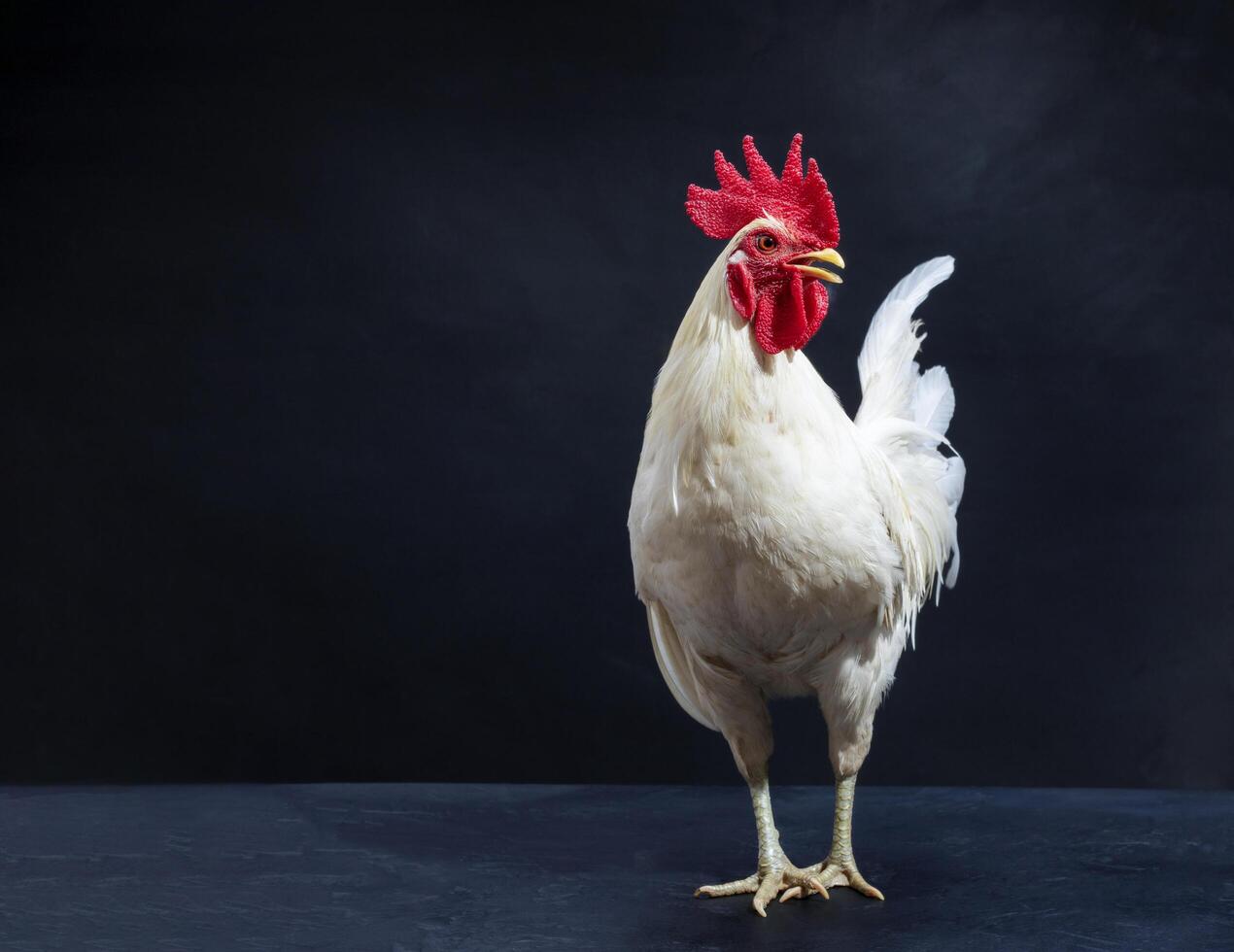 White chicken, farming chicken farm, nature style, rooster, isolated on black background. photo