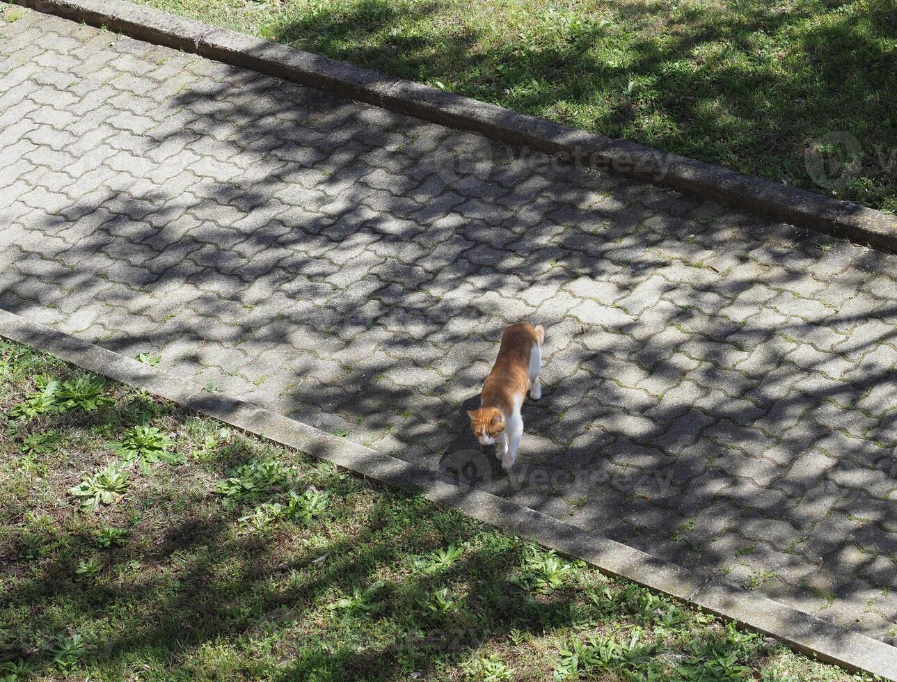 tabby orange white cat photo