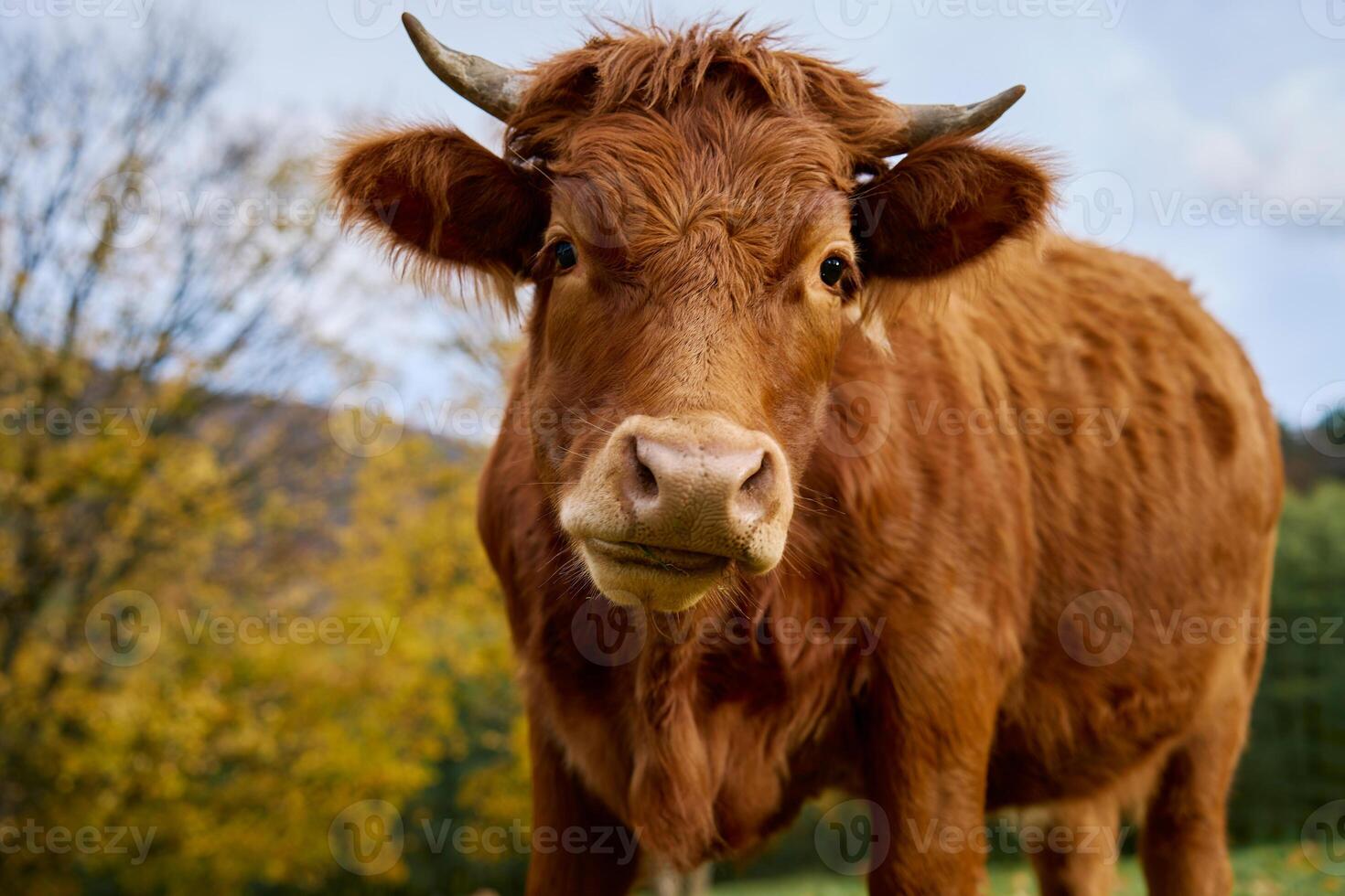 Brown cow grazing on field with green grass photo