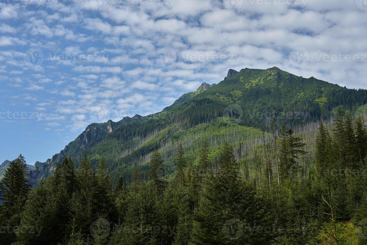 Mountains range near forest trees at summer day photo