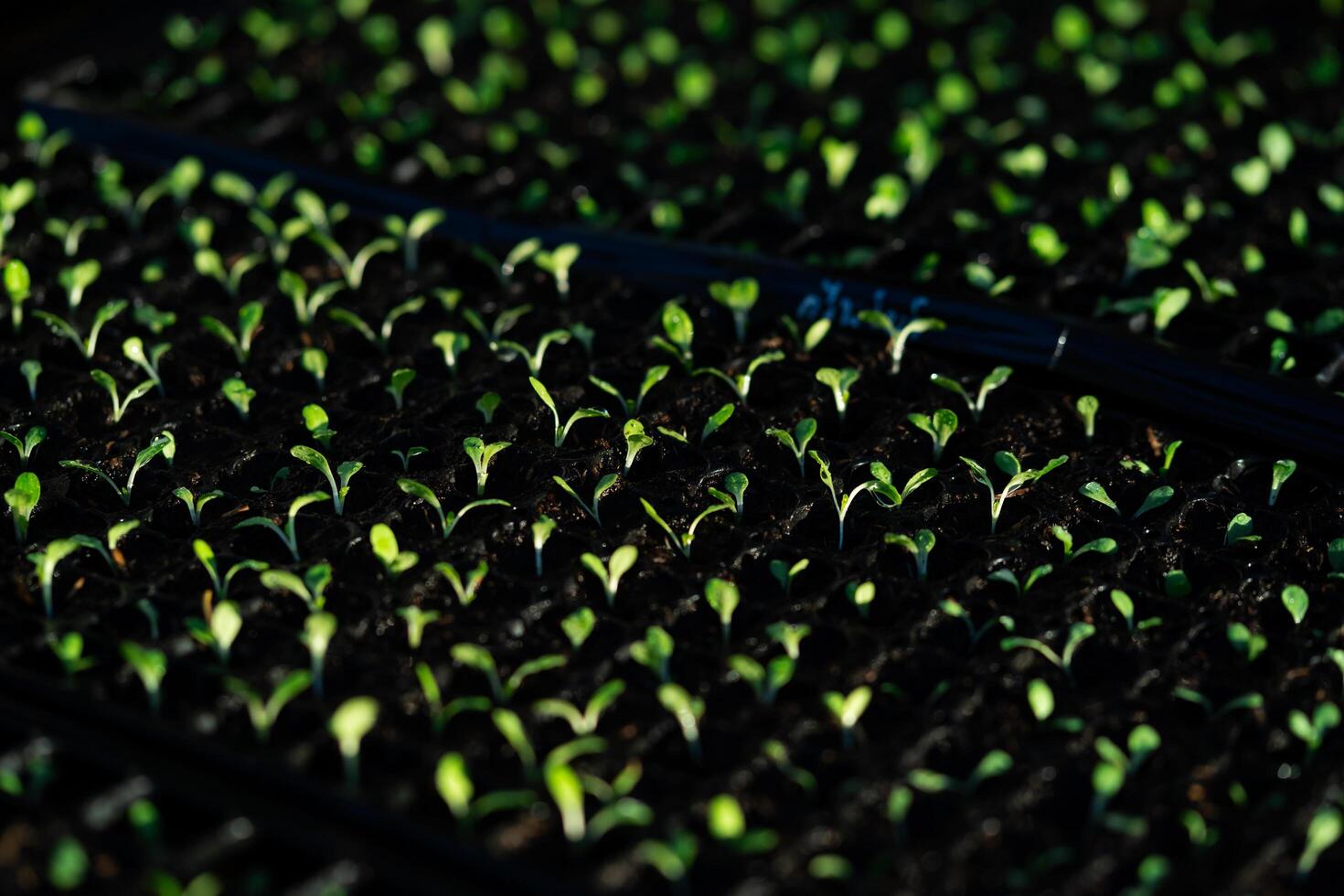 salad vegetable seedlings. small green vegetable seedlings grown in tray planting, growing healthy plants. photo