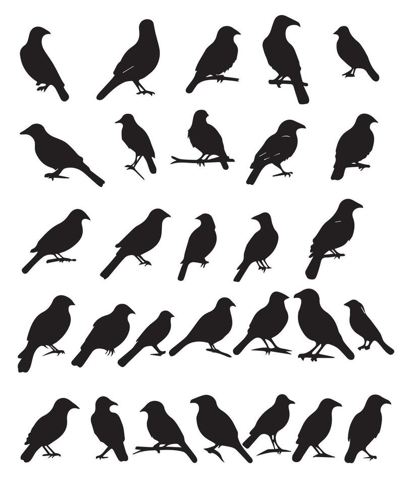 Set of black bird silhouettes. vector