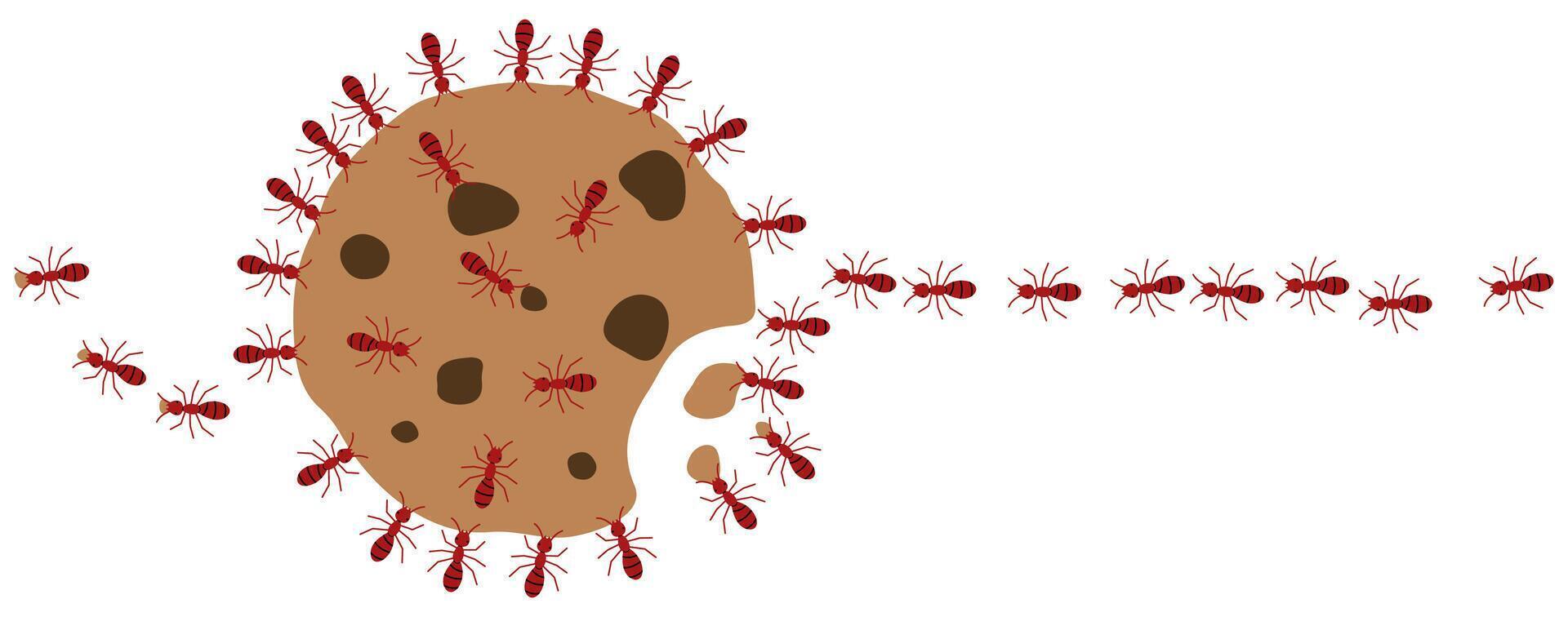 Red ants eating cookie on a white background, illustration. vector