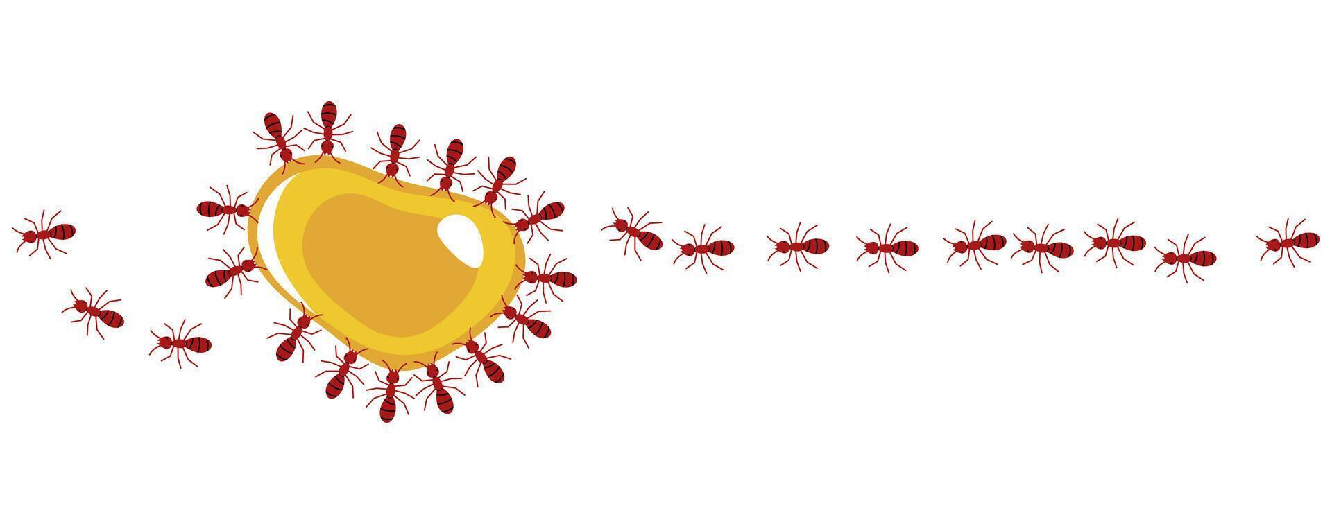 Red ants eating honey drop on a white background, illustration. vector