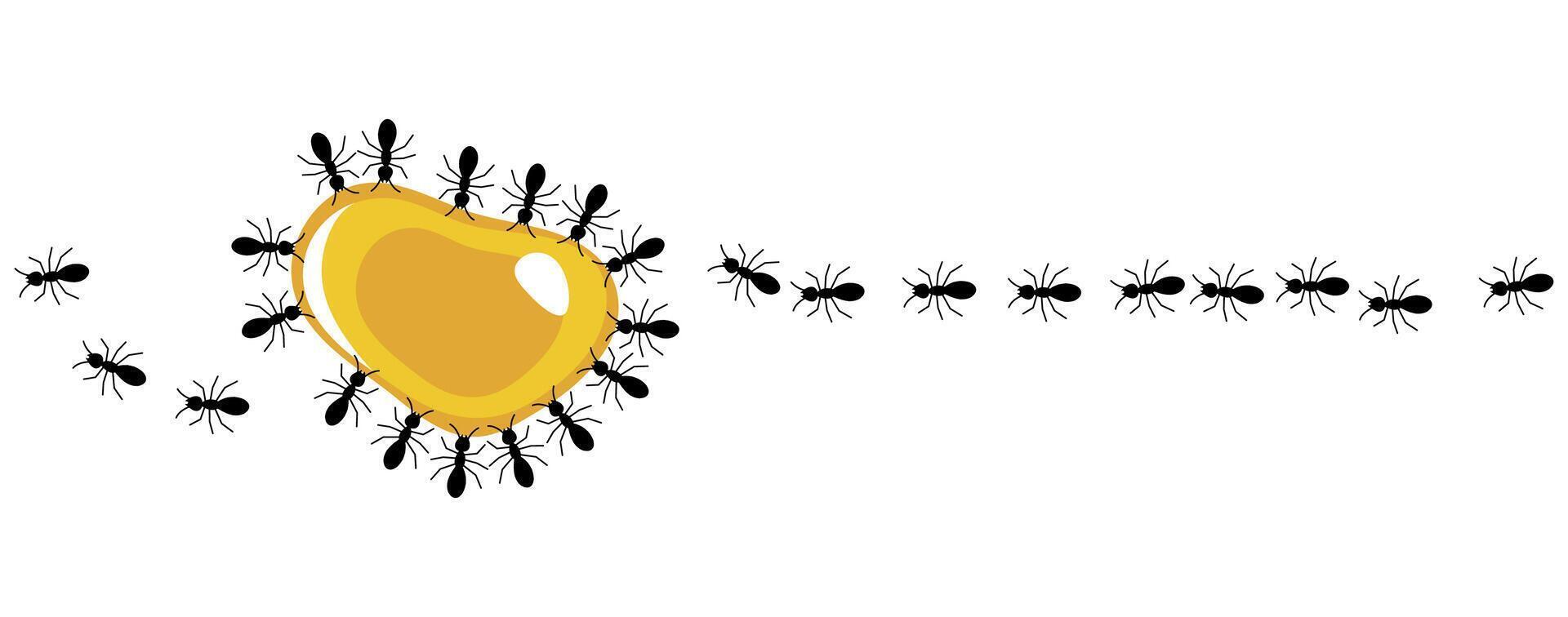 Black ants eating honey drop on a white background, illustration. vector