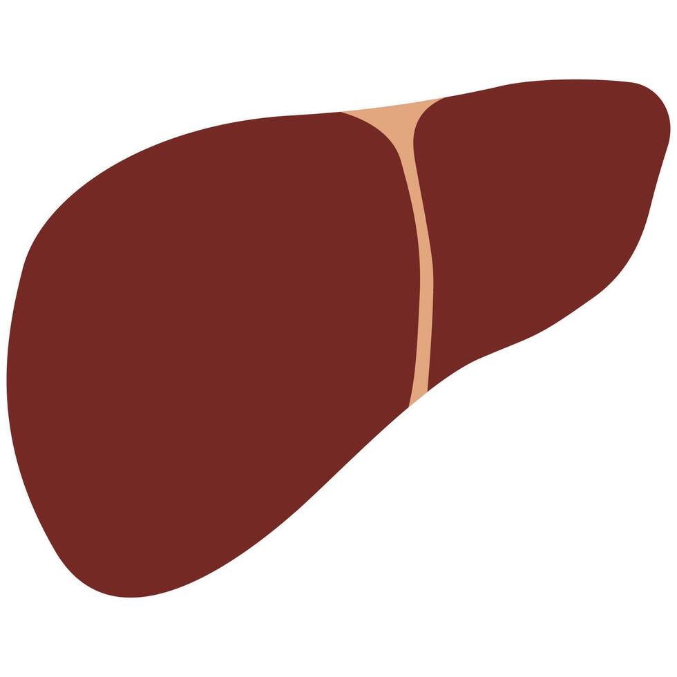 Liver on a white background, illustration. vector