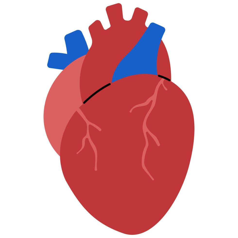Heart on a white background, illustration. vector