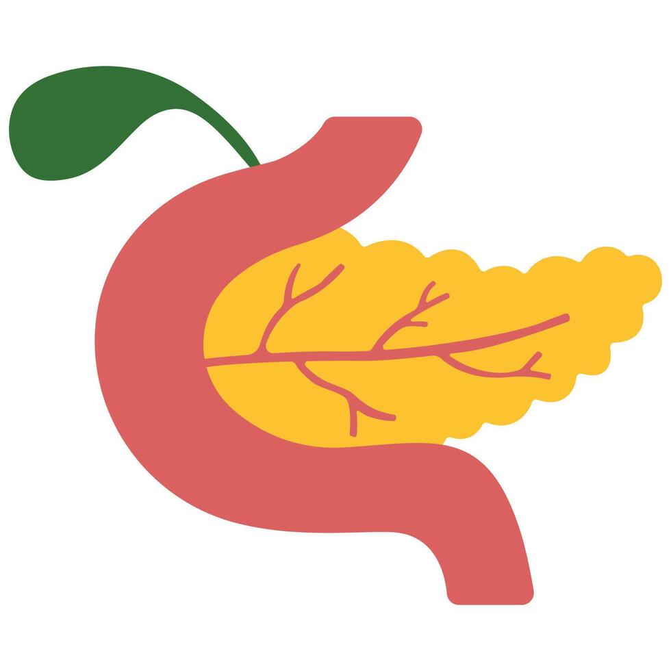 Pancreas and Gallbladder on a white background, illustration. vector