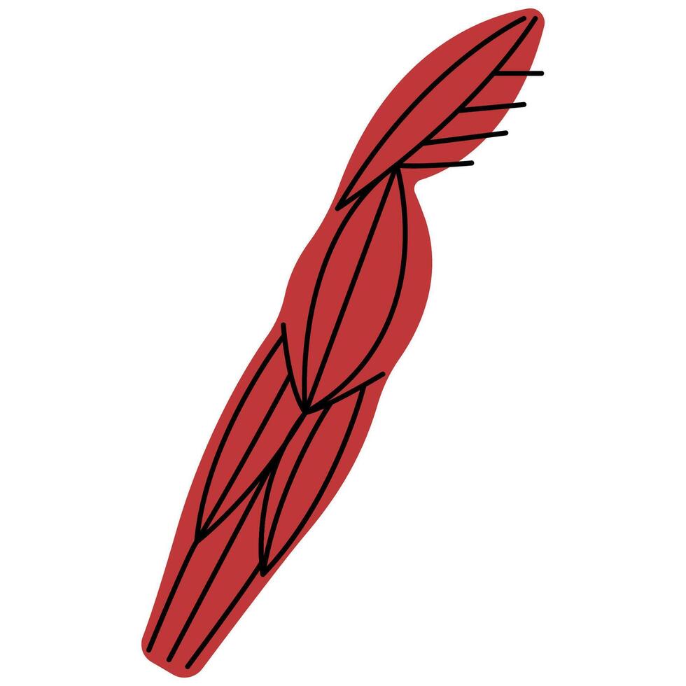 Muscles on a white background, illustration. vector