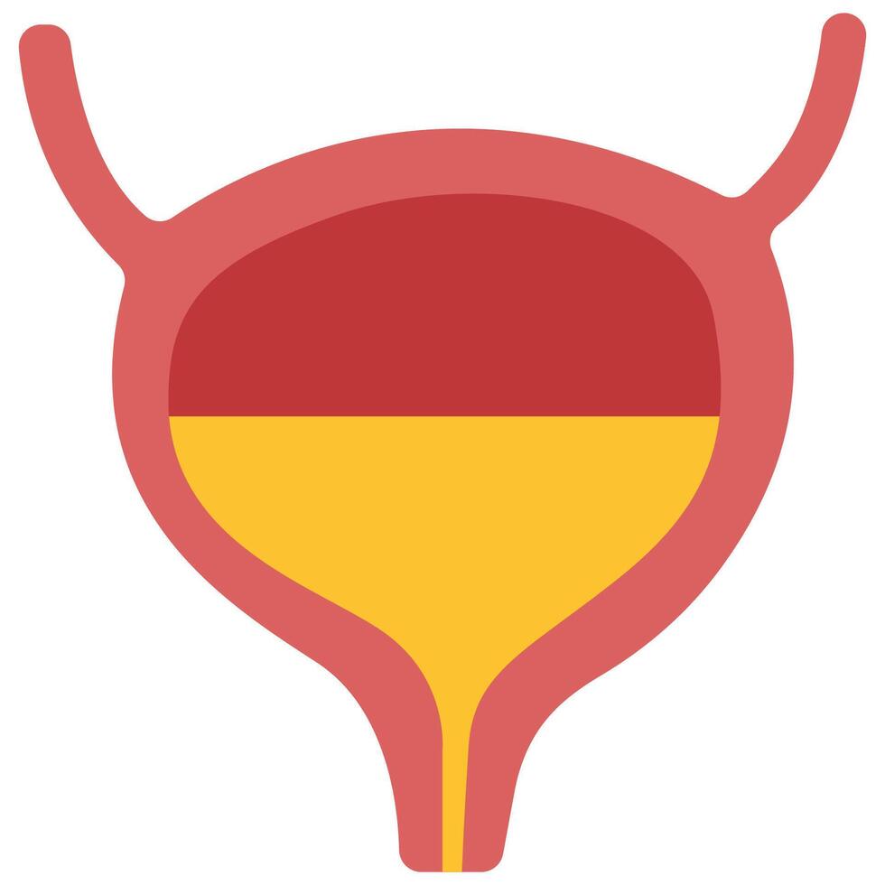 Bladder on a white background, illustration. vector