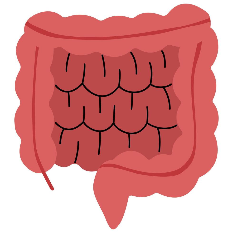 Large intestine and Small intestine on a white background, illustration. vector