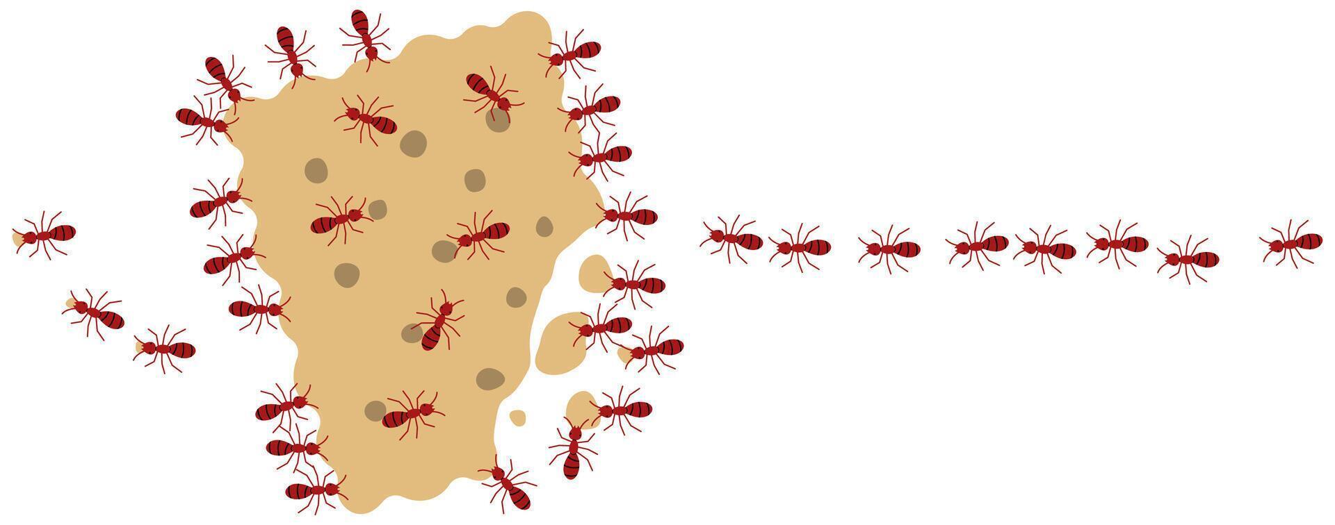 Red ants eating cracker on a white background, illustration. vector
