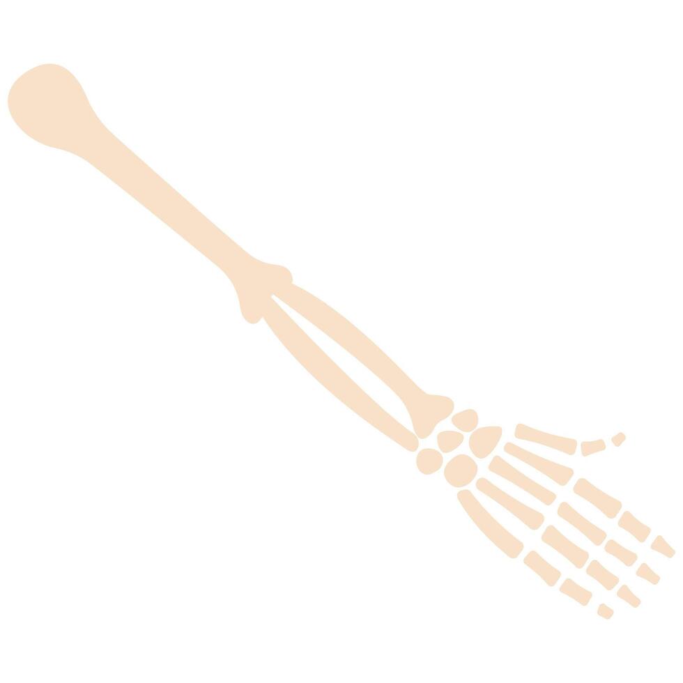 Bones on a white background, illustration. vector
