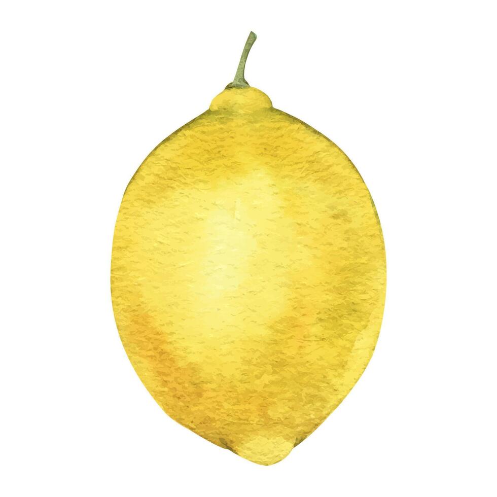 Fruit of Lemon fruit. Isolated hand drawn watercolor illustration. Tropical citrus fruit. Design for menu, package, cosmetic, textile, cards vector