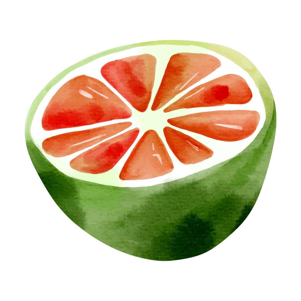 Watercolor lemon. Exotic lime, illustration. Summertime element. vector