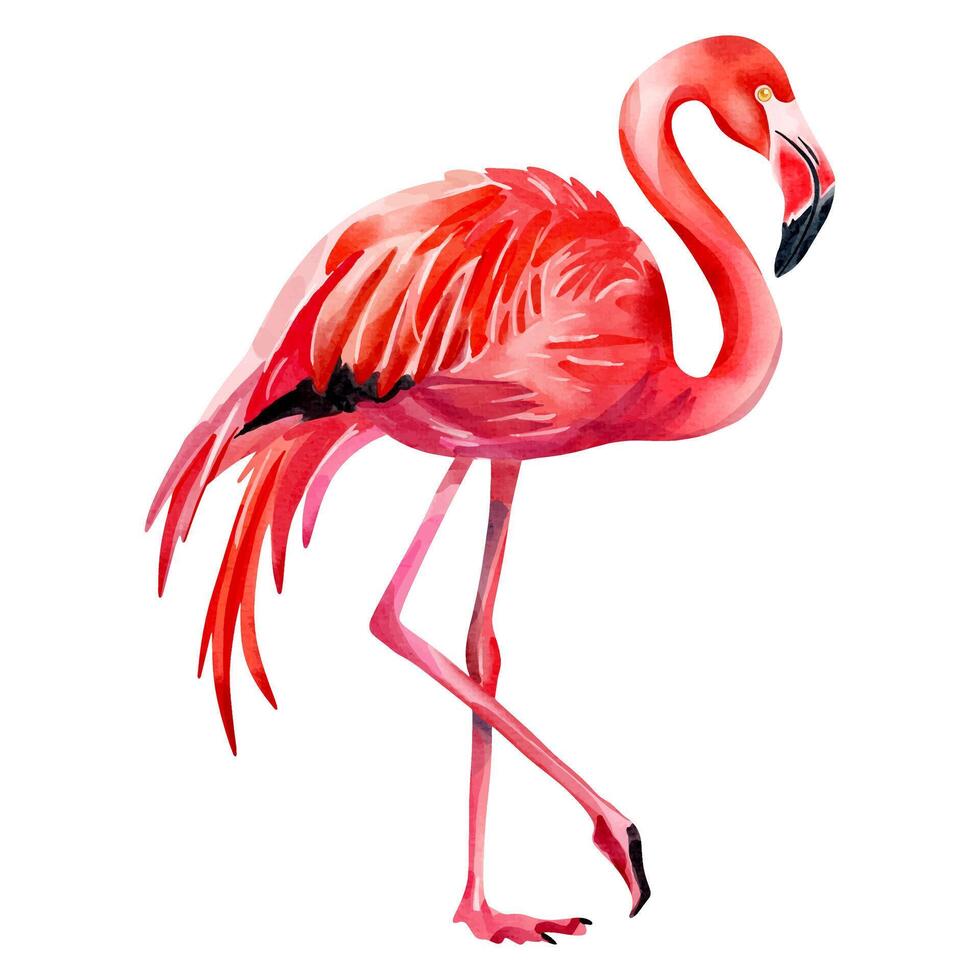 Watercolor flamingo isolated on white background. flamingo. Watercolor summertime element. vector