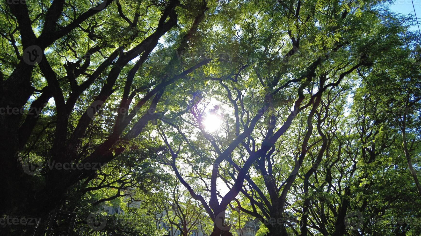 Sunrays in the trees photo