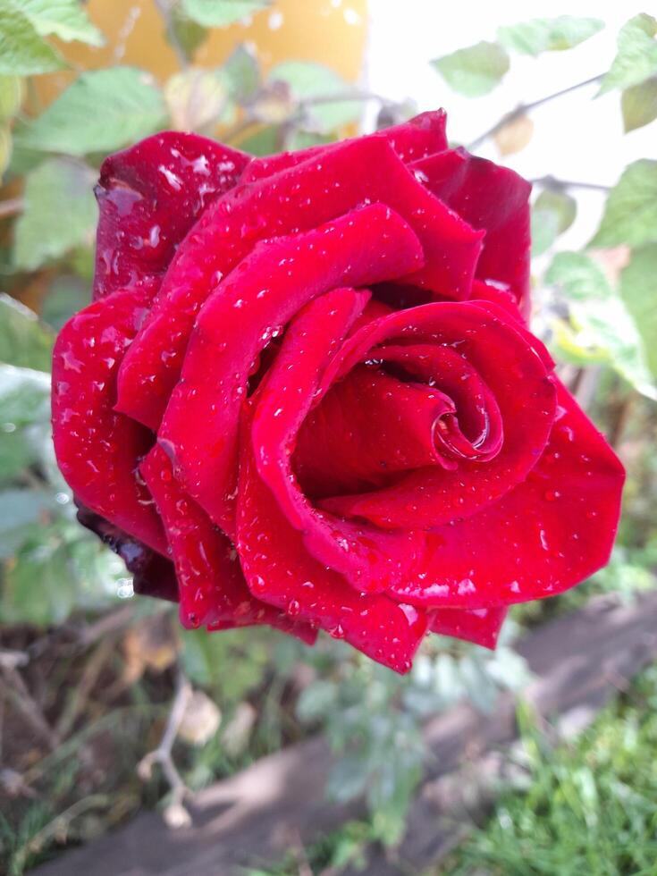 red rose with water drops photo