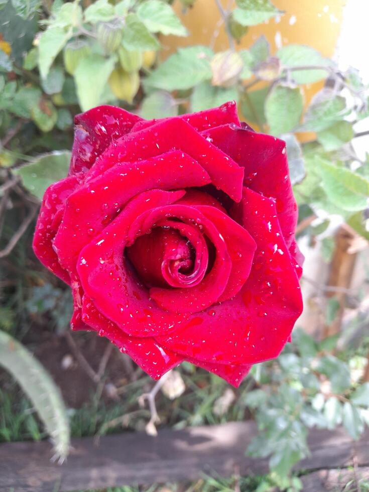 red rose with water drops photo
