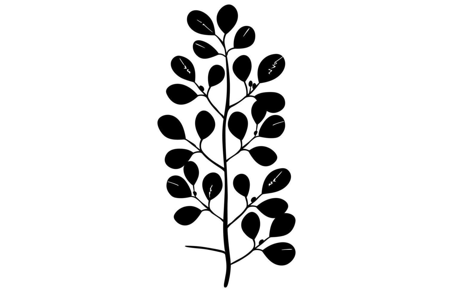 acacia leafs and flowers silhouette set. Medicinal tree branch with leaves collection, Acacia set graphic black and white flower leaves seeds vector