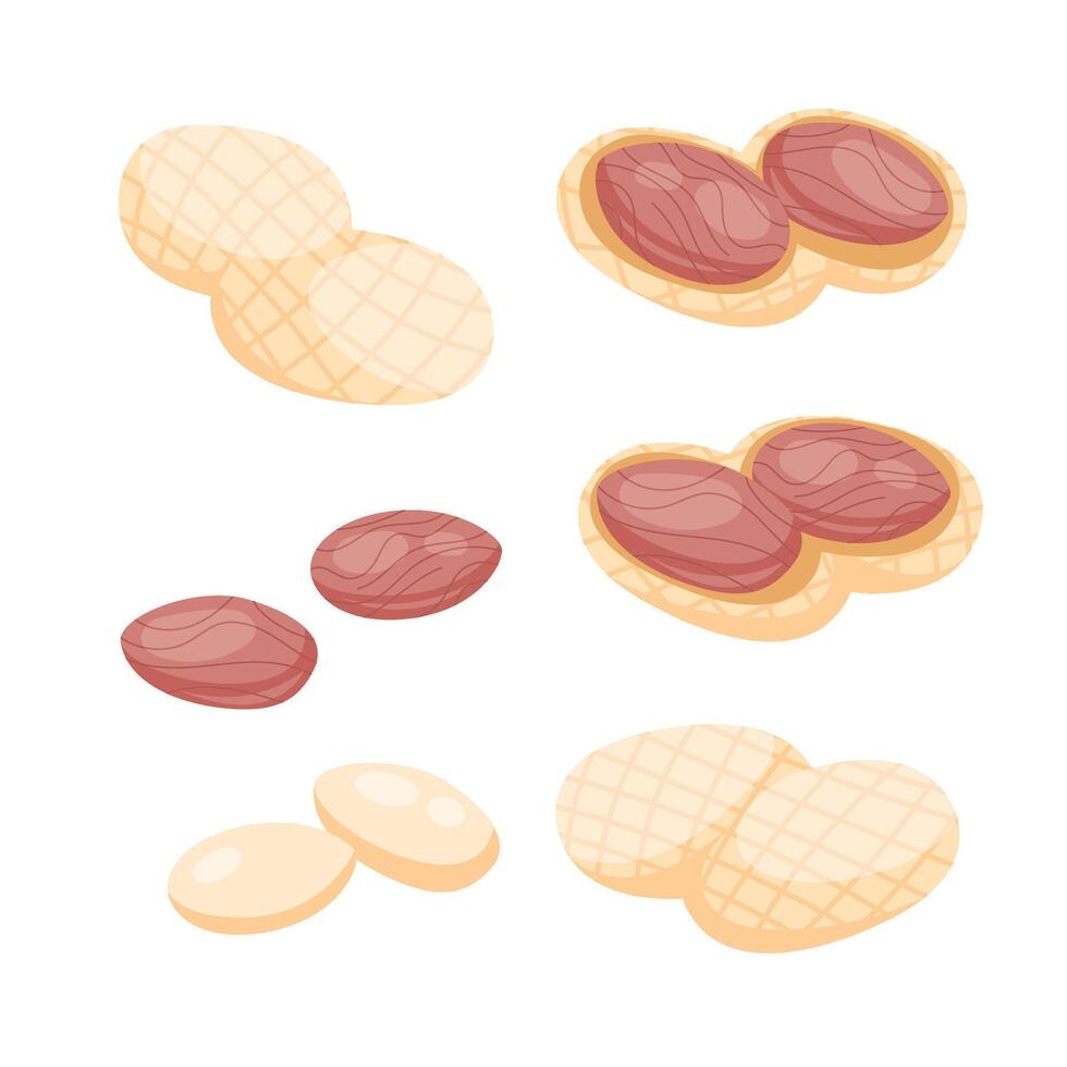 Peanut snack food set. Half and nuts peanut. Whole and peeled peanuts. vector