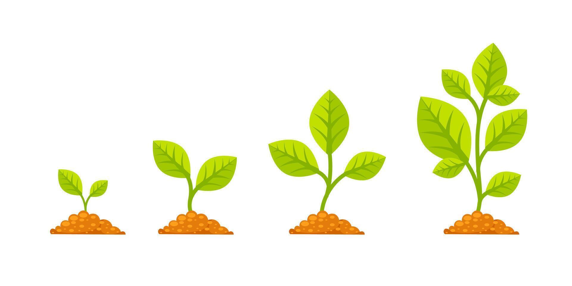 Tree grow with green leaf. Phases plant growing. Stages increase of finance in entrepreneurship. vector