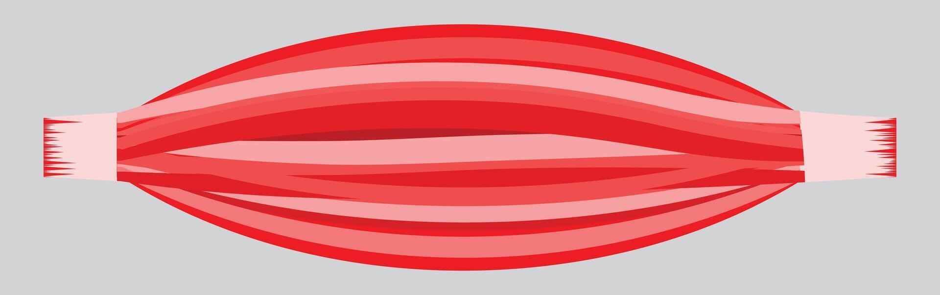Human anatomical muscle vector