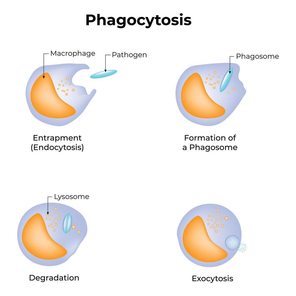 Phagocytosis Science Design Illustration Diagram vector