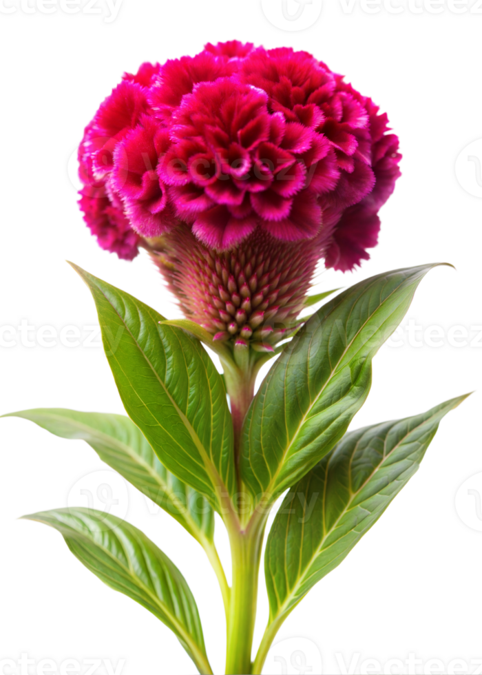 A bright fuchsia celosia flower with lush, green leaves blooming in an indoor setting, captured against a transparent background png