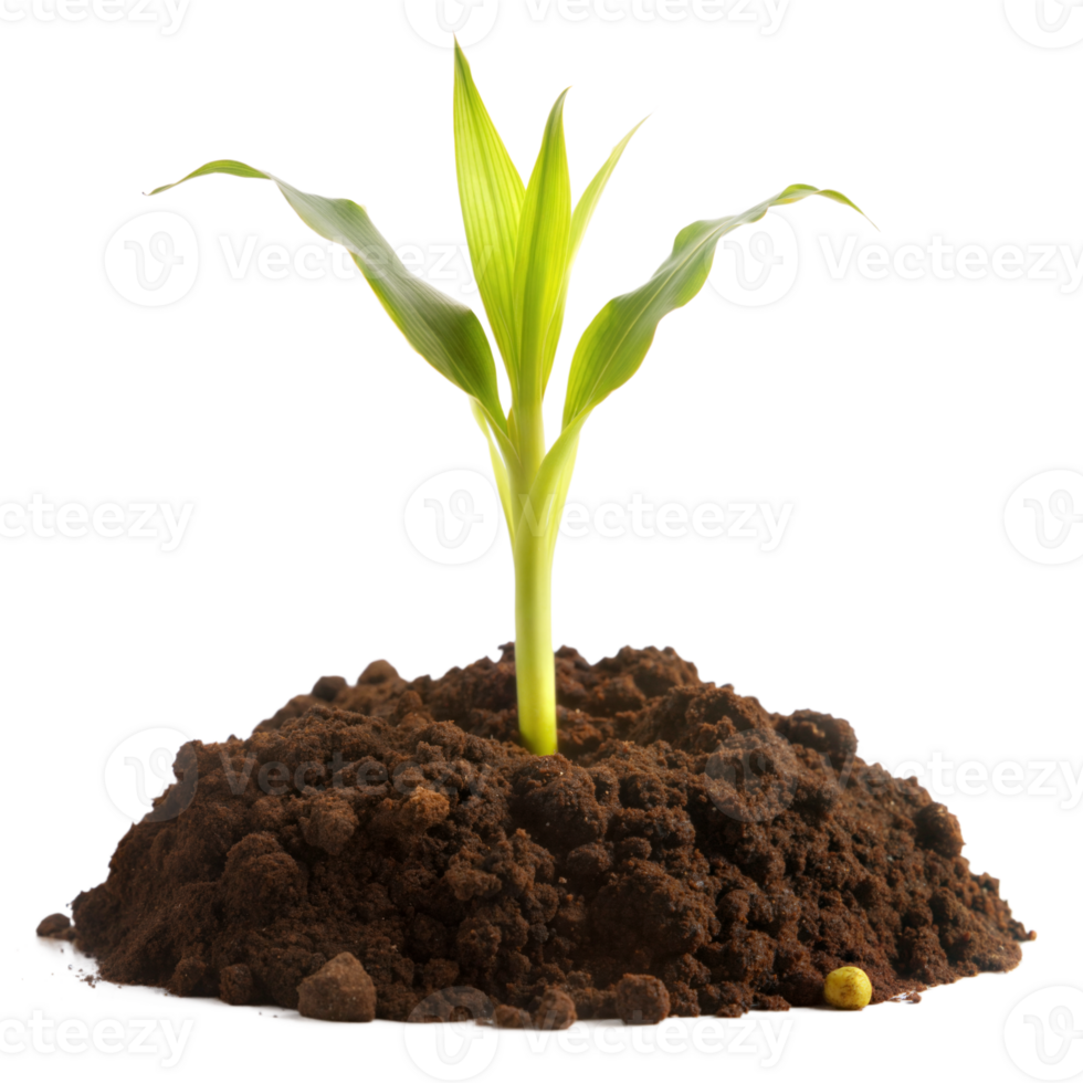 A vibrant green corn seedling sprouts from rich, moist soil, with a single seed visible nearby png