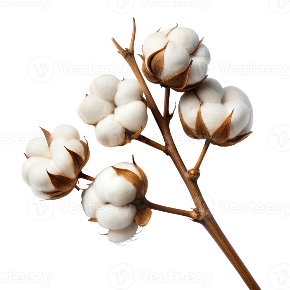 Cotton bolls clustered on a single branch, showing natural texture and detail, set against a transparent background png