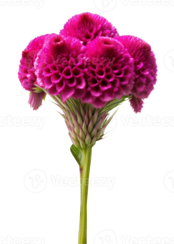 A vibrant pink cockscomb flower stands tall with intricate blooms against a transparent background in morning light png
