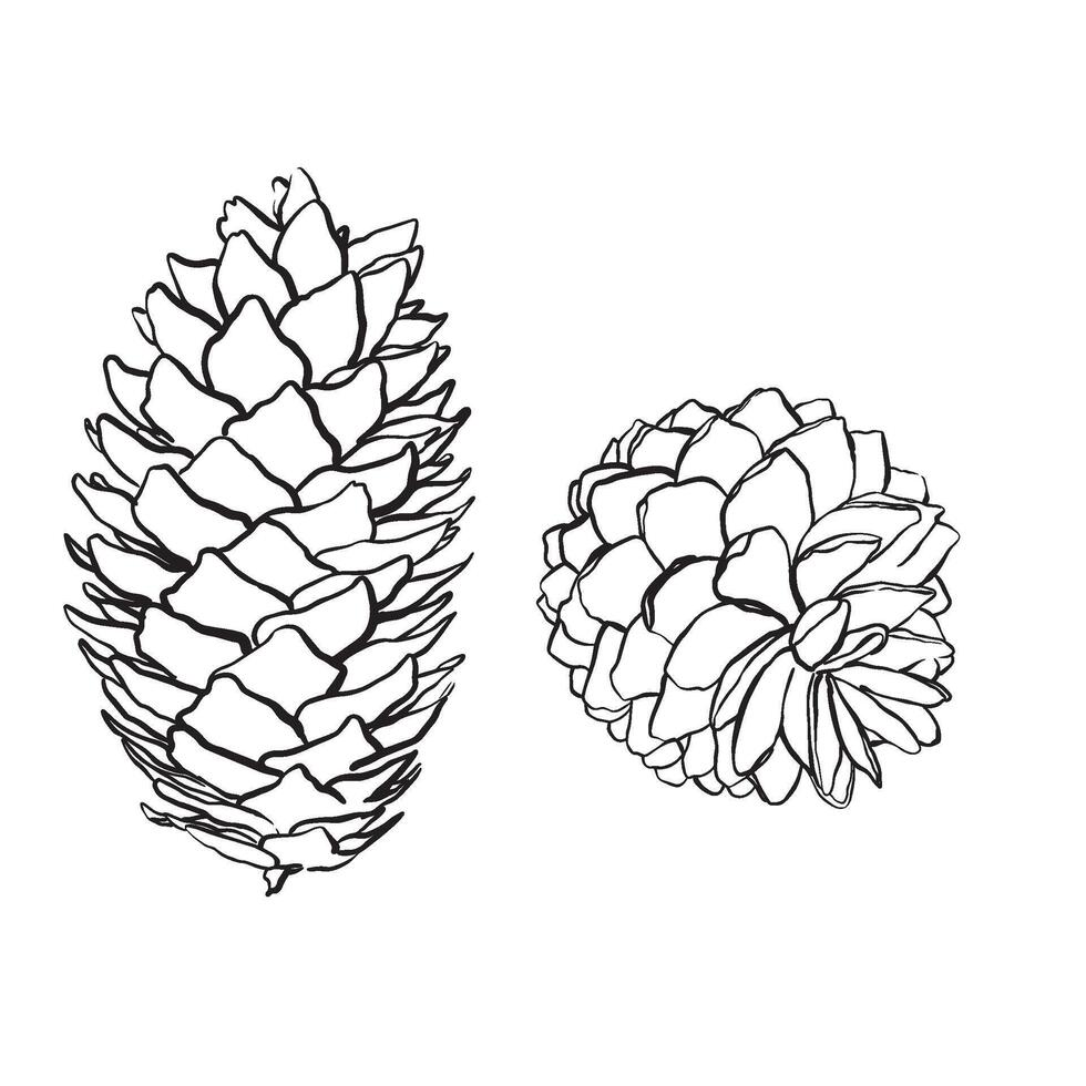 Spruce cones. sketch illustrations. Watercolor image of fir cone on white background. Bundle with outline drawing. Sketch in line art style painted by black inks. vector